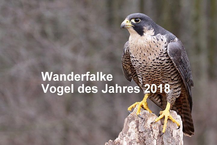 Vorzeitige Felsfreigaben!